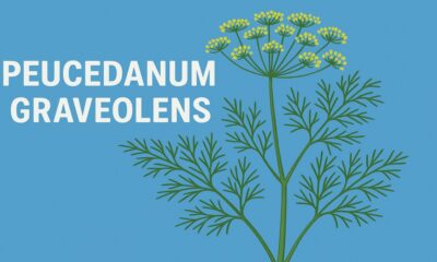 Peucedanum Graveolens