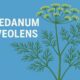 Peucedanum Graveolens: Nature's Aromatic Powerhouse with Incredible Benefits 128 Peucedanum Graveolens