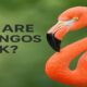 Why Are Flamingos Pink? 54 Why Are Flamingos Pink?
