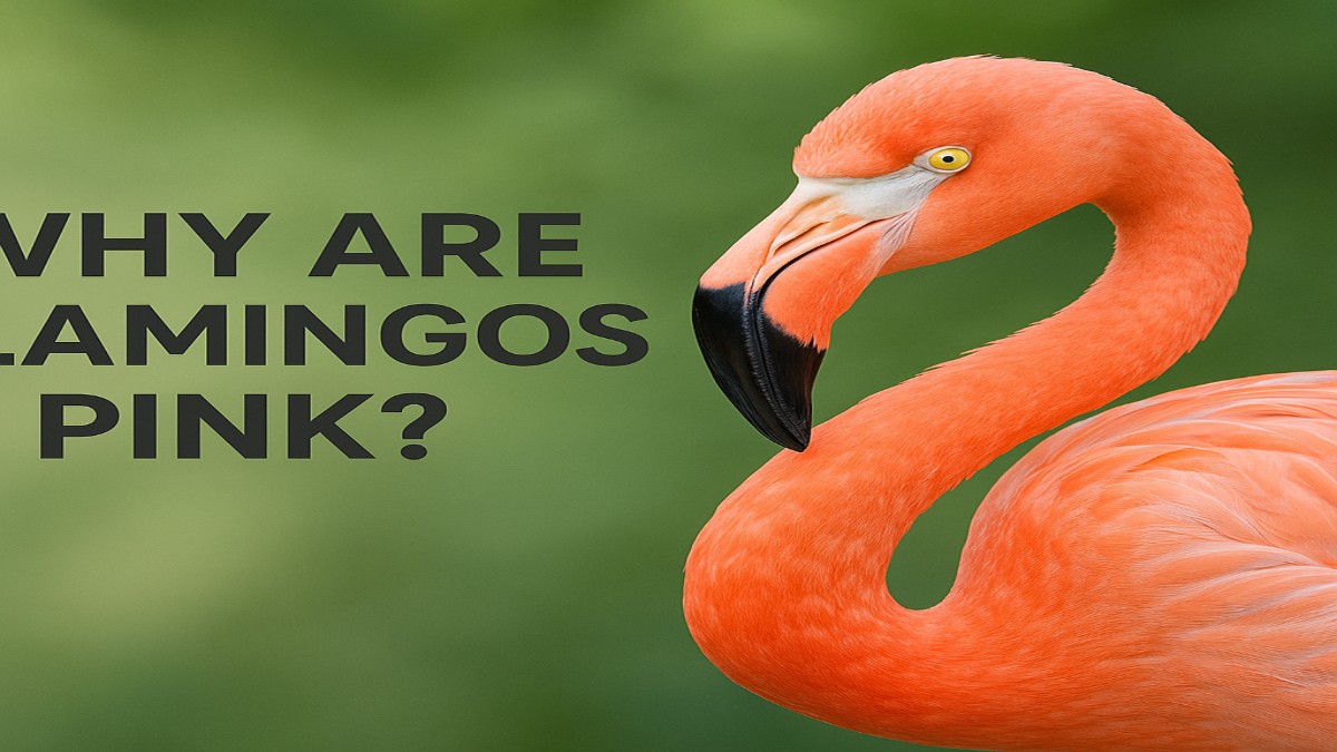 Why Are Flamingos Pink? 41 Why Are Flamingos Pink?