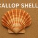 Scallop Shell: A Symbol of Nature, Culture, and Culinary Delight 128 Scallop Shell