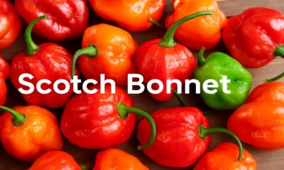 Scotch Bonnet
