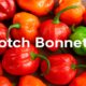 Scotch Bonnet
