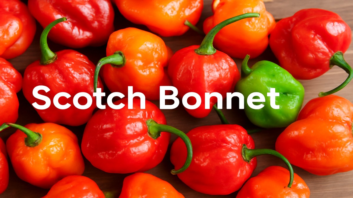 Scotch Bonnet: The Fiery Flavor Bomb You’ll Learn to Love 41 Scotch Bonnet