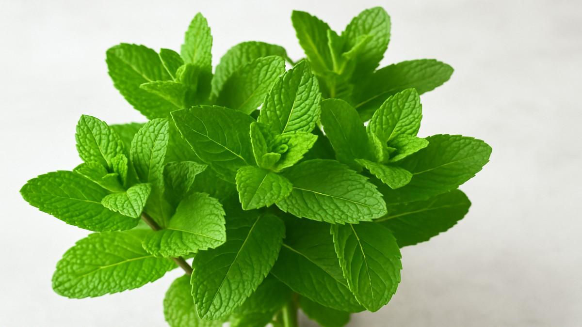 Minted Greens: A Fresh Take on Flavor, Health, and Gardening 41 Minted Greens