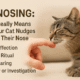 Cat Nosing: What It Really Means When Your Cat Nudges You With Their Nose 44 Cat Nosing