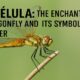 Libélula: The Enchanting Dragonfly and Its Symbolic Power 50 Libélula