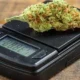 Weed Scale