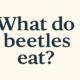What Do Beetles Eat