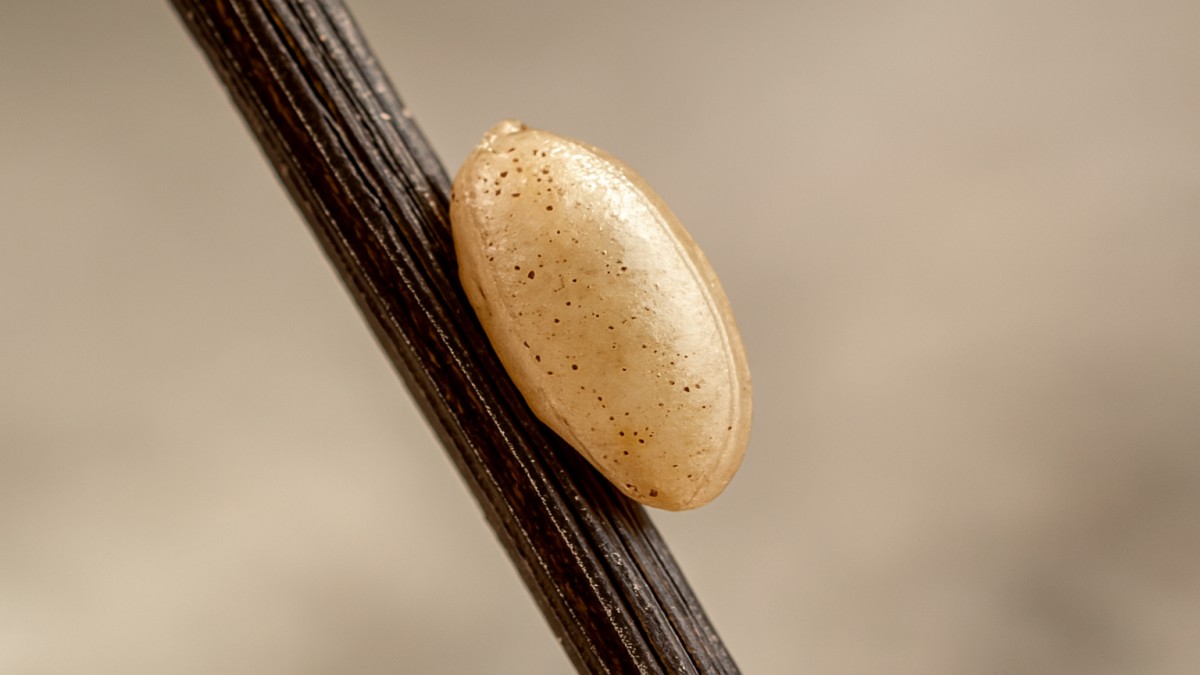 Louse Egg NYT: Understanding the Infamous Crossword Clue and Its Meaning 41 Louse Egg NYT