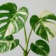 Monstera Albo: The Ultimate Guide to Growing and Caring for This Rare Beauty 50 Monstera Albo