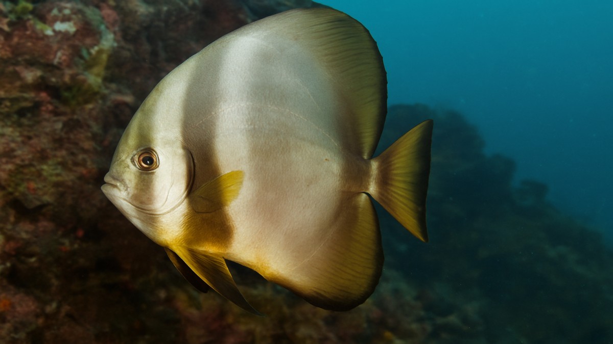 Batfish: A Curious Creature of the Ocean 41 Batfish
