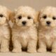 Maltipoo Puppies: The Ultimate Guide to This Adorable Designer Breed 48 Maltipoo Puppies
