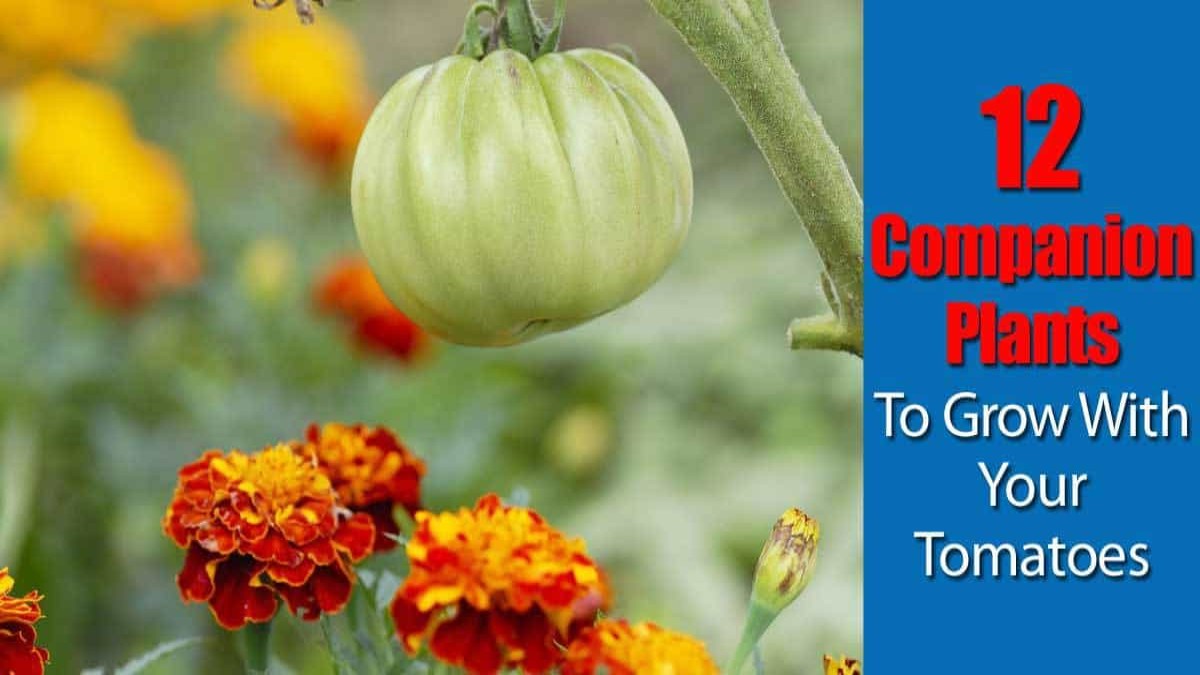 Companion Plants for Tomatoes 41 Companion Plants for Tomatoes