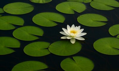 Lily Pad