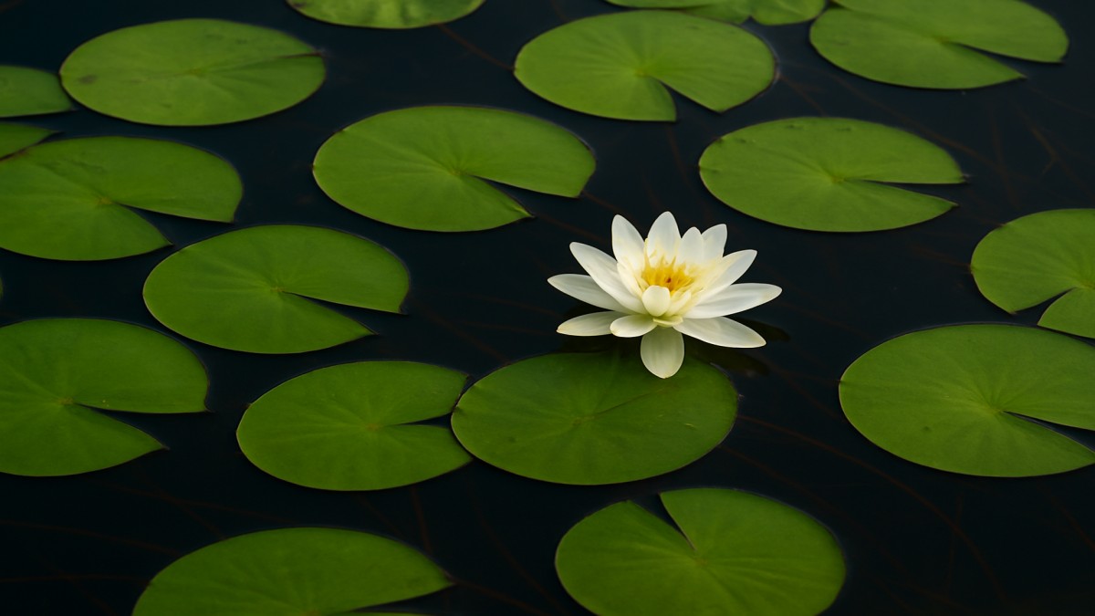 The Enchanting World of the Lily Pad: Nature’s Floating Beauty 41 Lily Pad