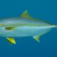 Yellowtail Fish: Nutrition, Benefits, and Culinary Delights 50 Yellowtail Fish