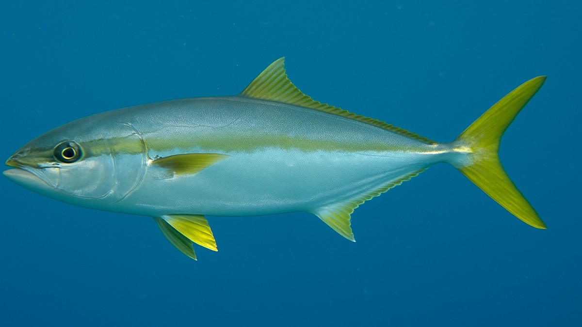 Yellowtail Fish: Nutrition, Benefits, and Culinary Delights 41 Yellowtail Fish