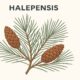 Halepensis
