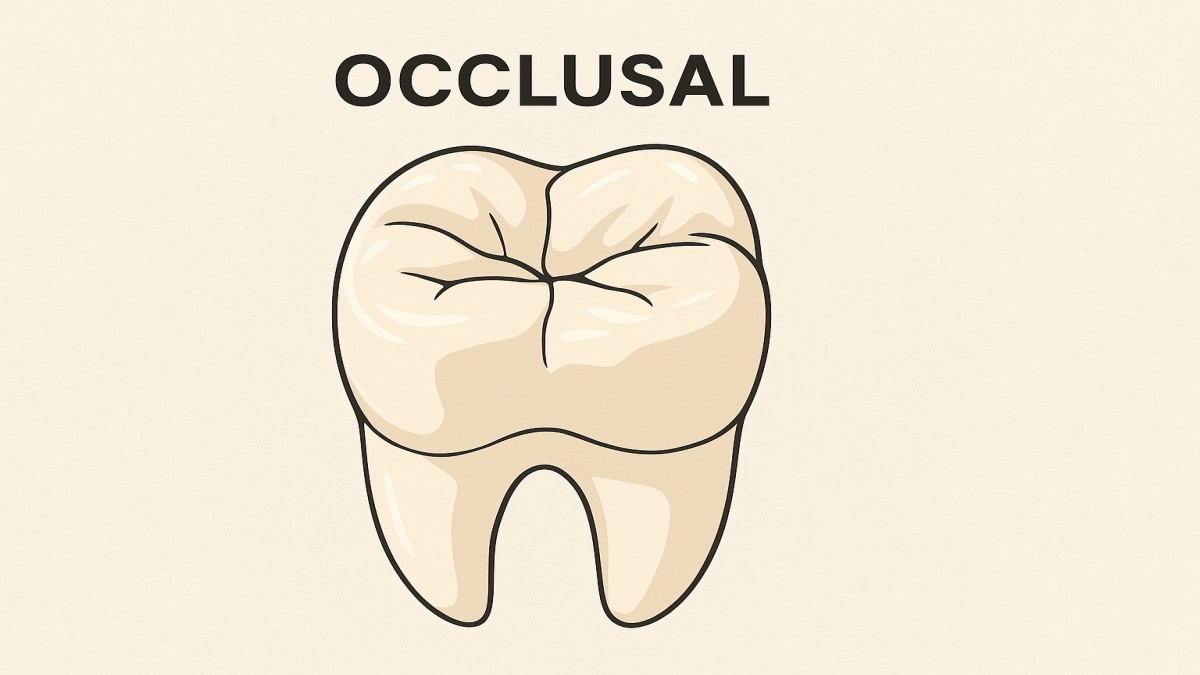 Understanding Occlusal: Meaning, Importance, and Dental Applications 41 Occlusal