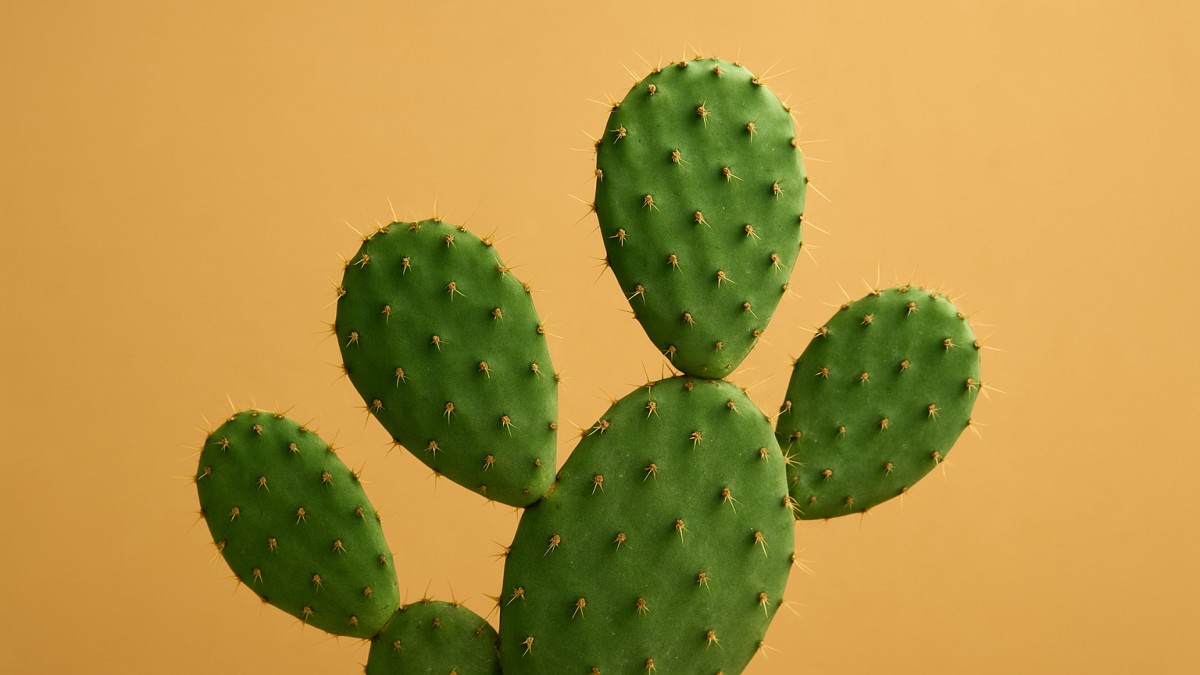 Opuntia Plant: The Prickly Beauty of the Desert 41 Opuntia Plant