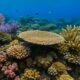 Reef Coral