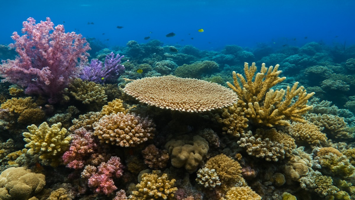 Reef Coral: The Living Architecture of the Ocean 41 Reef Coral