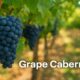 Grape Cabernet: A Complete Guide to the King of Red Grapes 46 Grape Cabernet