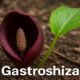 Gastroshiza: A Complete Guide to Understanding and Managing the Condition 54 Gastroshiza