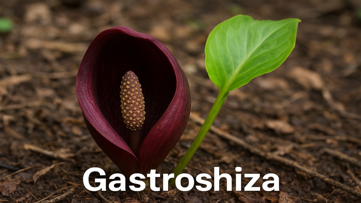 Gastroshiza: A Complete Guide to Understanding and Managing the Condition 41 Gastroshiza