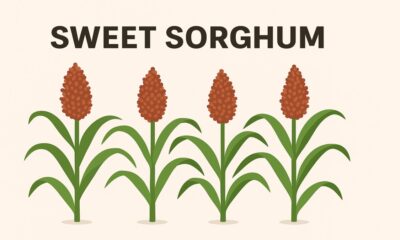Sweet Sorghum