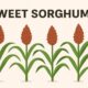 Sweet Sorghum: The Sustainable Crop for a Sweeter Future 48 Sweet Sorghum