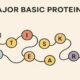 Major Basic Protein (MBP): Structure, Function, and Clinical Significance 58 Major Basic Protein