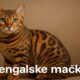 Bengal Cats: A Complete Guide to Bengalske Mačke 56 Bengal Cats