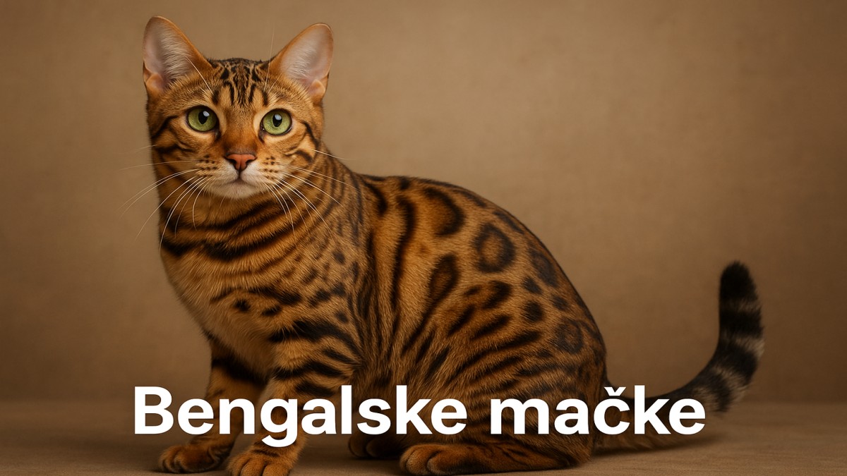 Bengal Cats: A Complete Guide to Bengalske Mačke 41 Bengal Cats