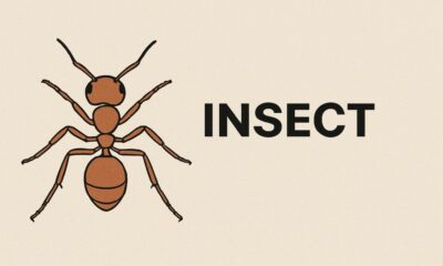 Insecto