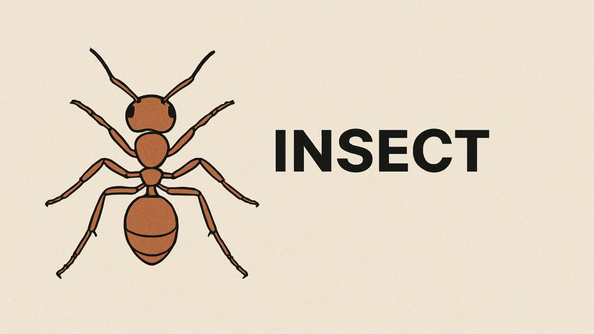 What Is Insecto? A Complete Guide to the Pest Control Solution 41 Insecto