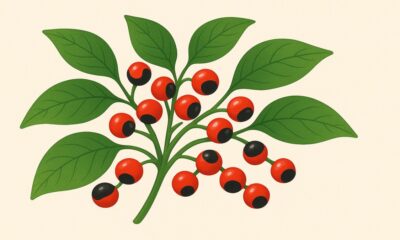 Rosary Pea