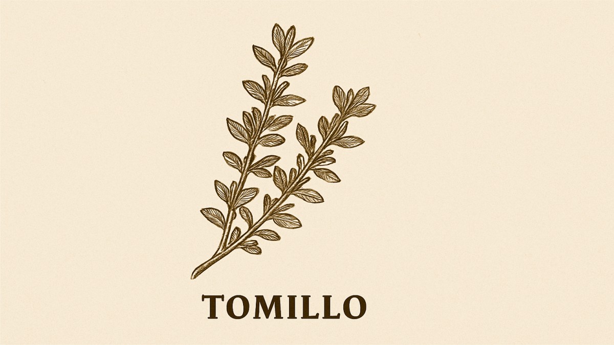 Tomillo: The Complete Guide to This Powerful Herb 41 Tomillo