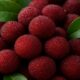 Bayberry: Uses, Benefits, Types, and Everything You Need to Know 51 Bayberry