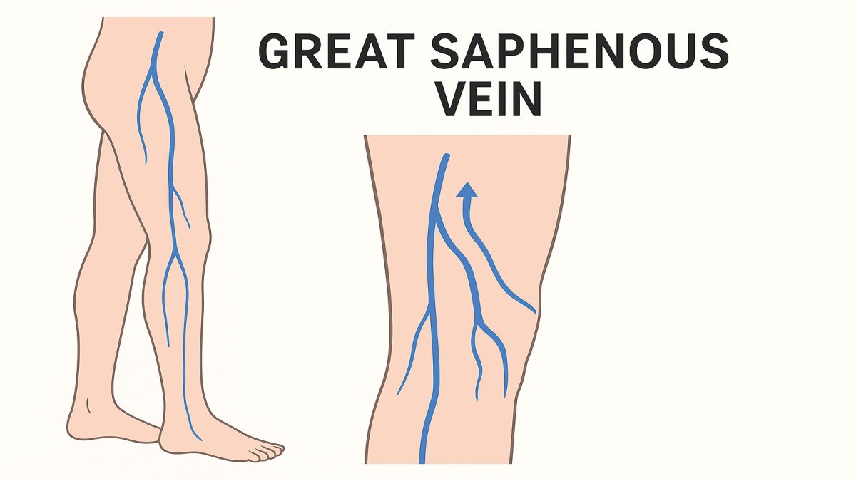Great Saphenous Vein