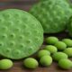 Lotus Seed – Benefits, Nutrition, Uses, and More 59 Lotus Seed