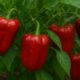 Capsicum annuum: A Complete Guide to the World’s Most Versatile Pepper Plant 57 Capsicum annuum