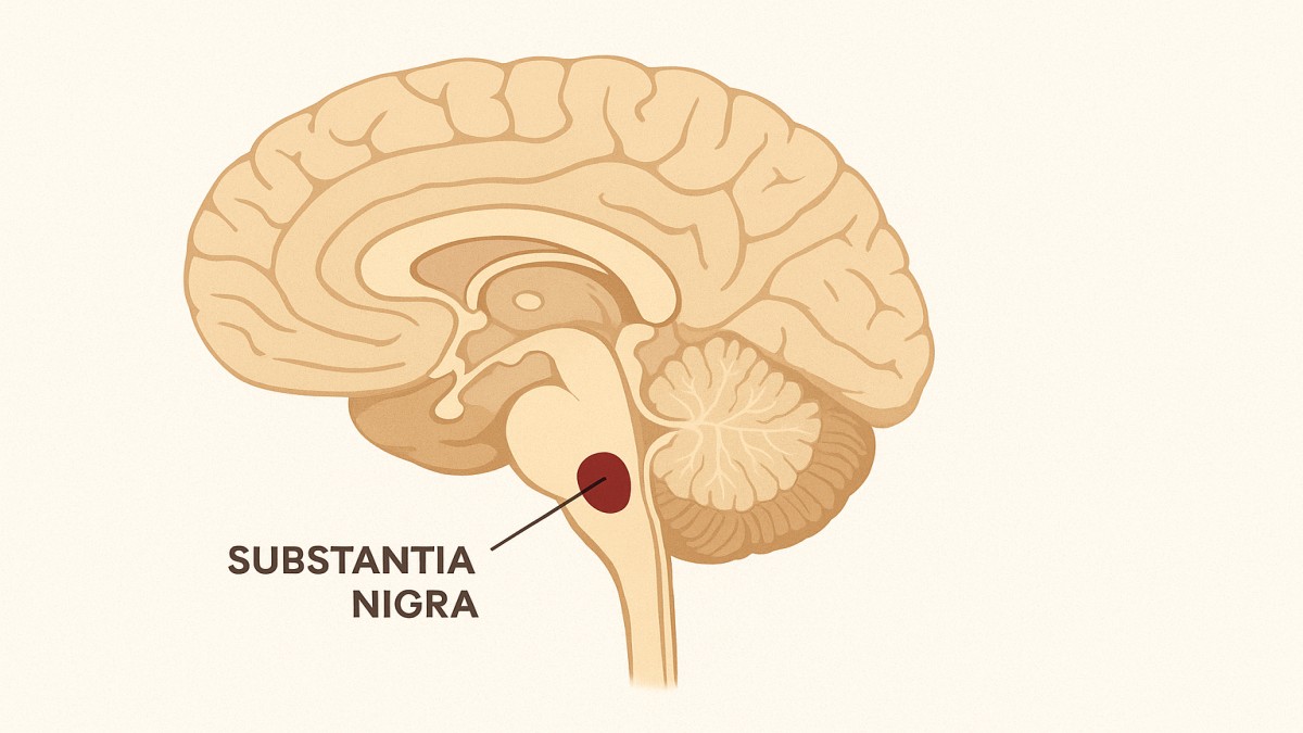 Understanding the Substantia Nigra: Structure, Function, and Disorders 41 Substantia Nigra