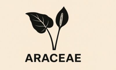 Araceae