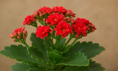 Florist Kalanchoe