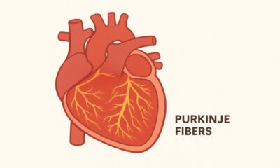 Purkinje Fibers