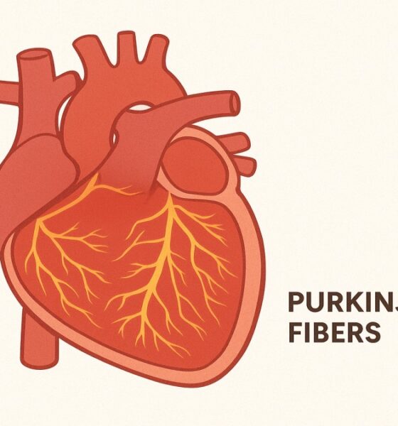 Purkinje Fibers