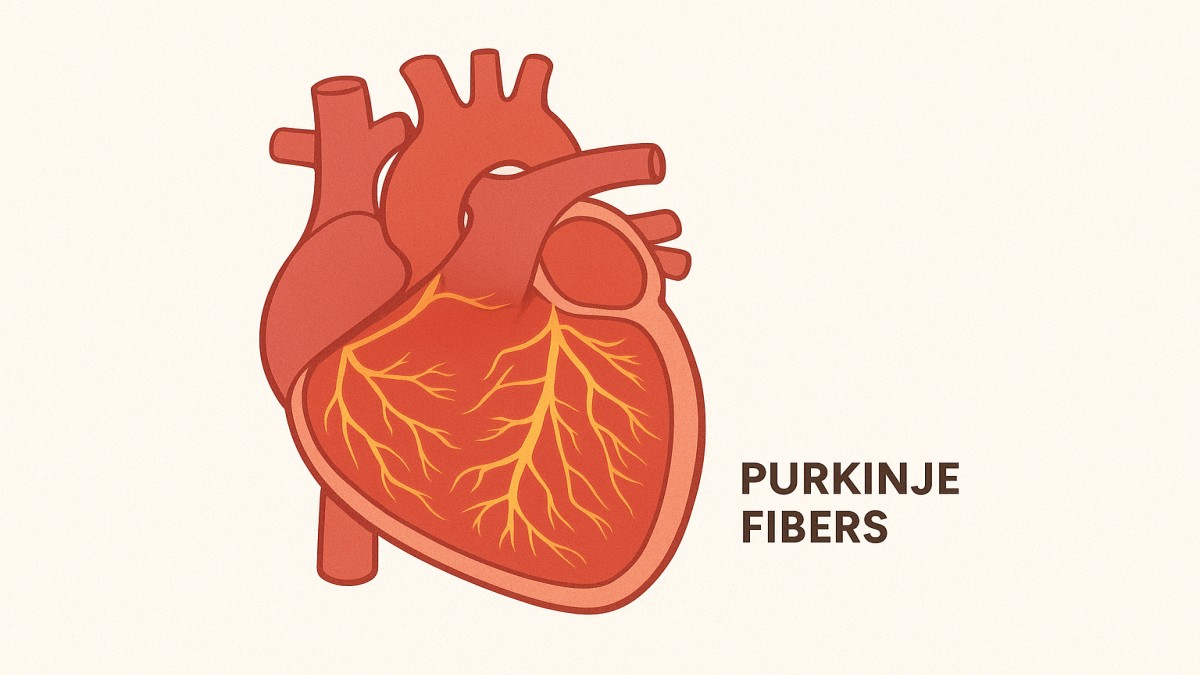 Purkinje Fibers: Structure, Function & Clinical Importance 41 Purkinje Fibers