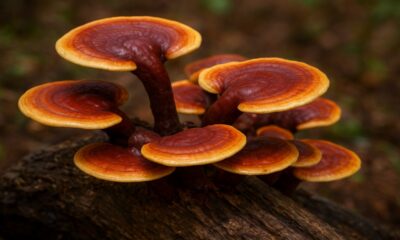 Ganoderma lucidum